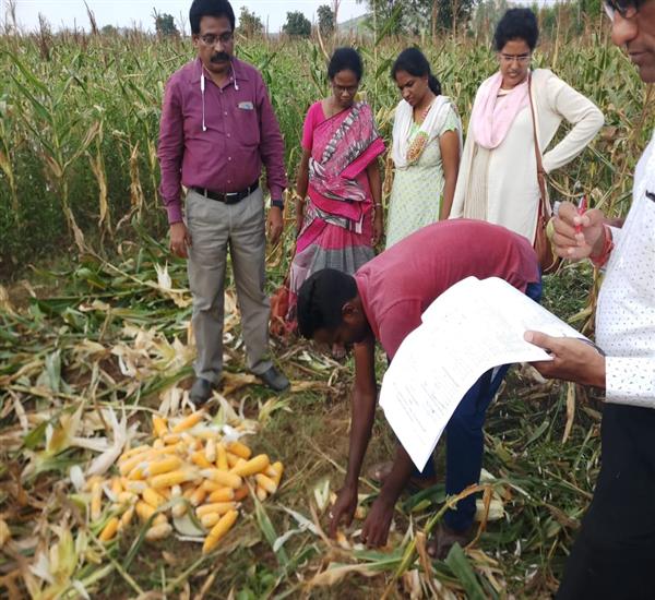 Jayashankar District                                                                                                                                                                                                                                       - Crop Cutting Expts.,                                                                                                                                   - attend the Maize CCE                                                                                                                                                                                                                                            - dt.07/03/2019          